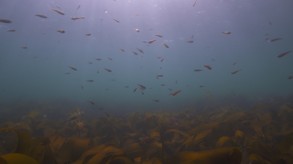 A marine conservation project is breathing life back into the Solent 